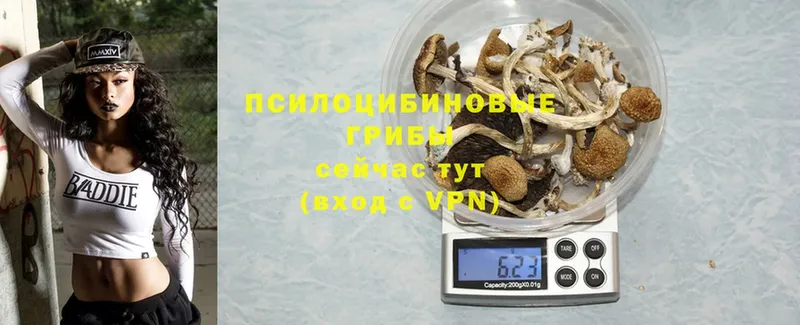 Галлюциногенные грибы Psilocybe  магазин    Богданович 